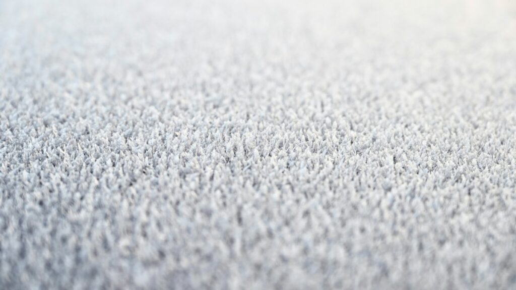 Close-up of a soft cream shag-pile carpet